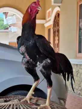 Dijual ayam berat 3 kg lebih