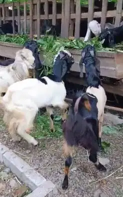 paketan 10 ekor kambing jantan TB 80-85cm buat pedagang kurban musiman