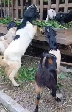 10 ekor kambing jantan TB 80-85cm buat pedagang kurban musiman manteb