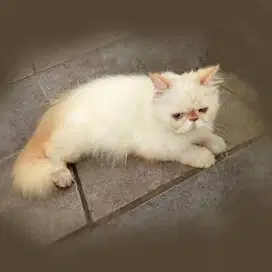 KUCING PEAKNOSE RAGDOL