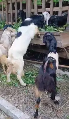 paketan10 ekor kambing jantan TB 80-85cm buat pedagang kurban musiman