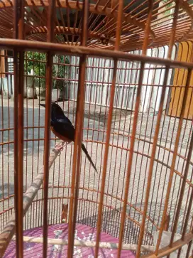 Murai Batu semi blorok