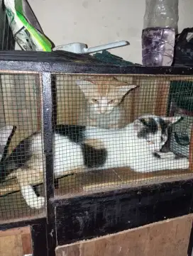 Kucing 1 induk 3 anak