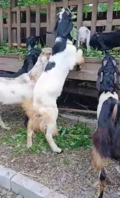 10 ekor kambing jantan TB 80-85 cm siap kurban buat pedagang qurban ok