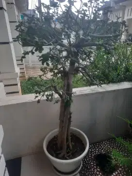 Tanaman Hias Beringin korea
