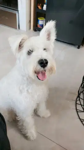 Miniature Schnauzer All White