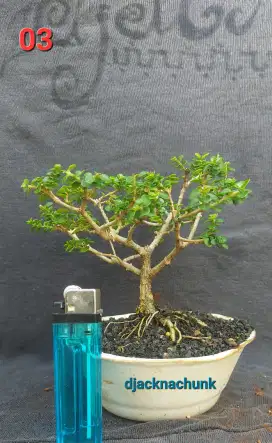 Bonsai Sancang Prospect