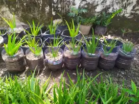 Bibit Lidah Buaya Asli – Tanaman Herbal untuk Kecantikan & Obat
