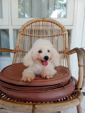 Dijual anakan white toy poodle