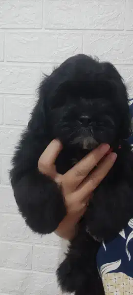 LOKASI BOGOR. Jual anak anjing Shitzu x Poodle 2bulan