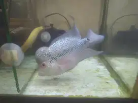 Ikan Louhan SRD