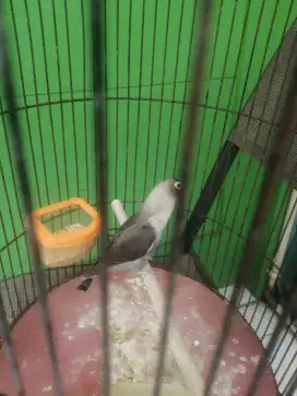 Love bird batman