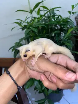 sugar glider joey
