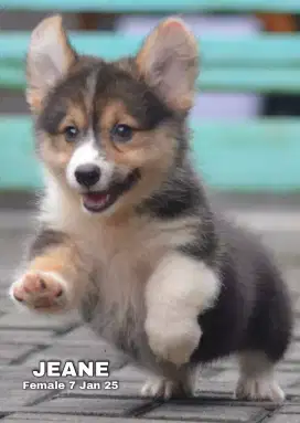 Corgi shorthair betina •JEANE•