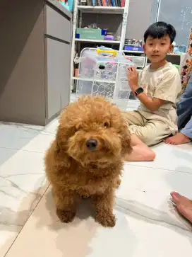 Pacak toy poodle hazelnut stambum perkin