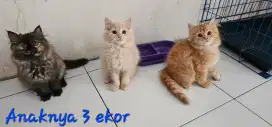 Lepas Adopsi Semua Kucing Persia berserta Kandang bisa NEGO