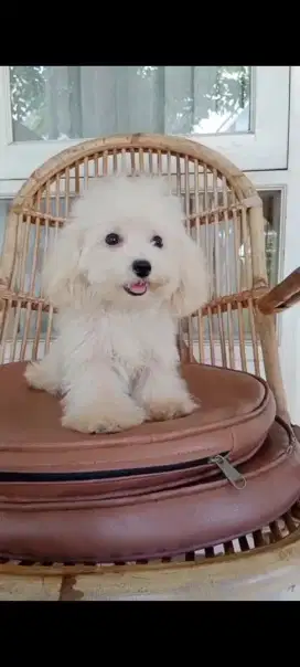 Dijual anakan poodle