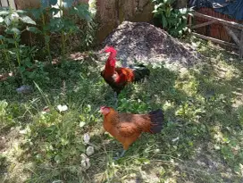 AYAM PELUNG UKURAN 8 SEPASANG SUARA FULL. CALON INDUKAN.