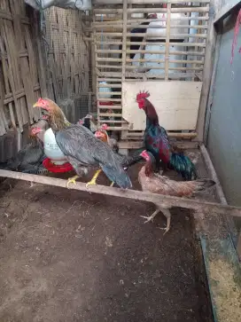 Calon indukan ayam kub-2 jual 1 paket. 1.jantan. 5.betina.