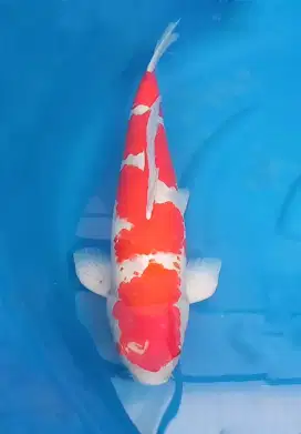 Ikan koi kohaku jumbo 62cm