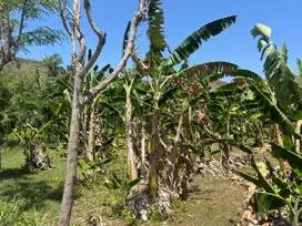 Tanah murah dekat pantai Areguling Kuta Mandalika Lombok.