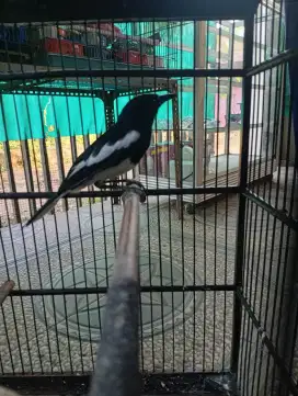 Kacer Daput murah rawatan