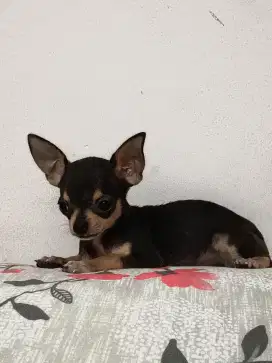 Chihuahua Betina