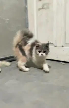 Kucing persia kitten calico