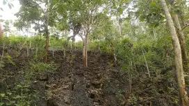 Tanah Tegalan bonus pohon jati dkt SMPN 2 Tepus,arah pantai Wediombo