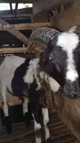 Domba qurban padasuka atas