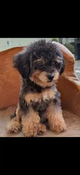 Poodle Tiny, warna phantom