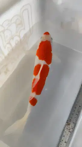 IKAN KOI SATUAN/BORONGAN