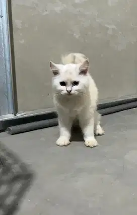 Kucing Persia Kitten