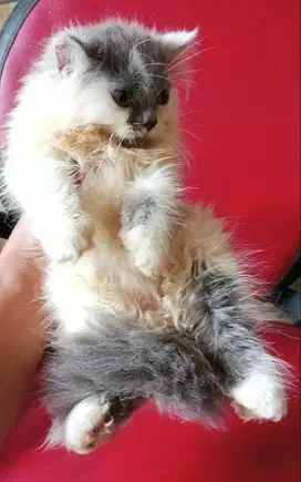Kitten betina bulu riwuk gmbul