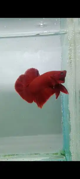 Ikan Cupang Plakat Super Red