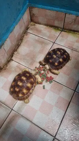 Sulcata sepasang 14cm