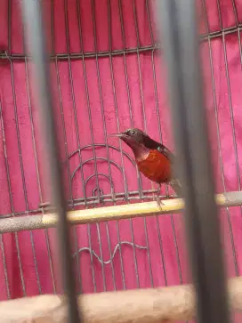 Burung konin/kolibri
