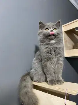 BLH BRITISH LONG HAIR KUCING