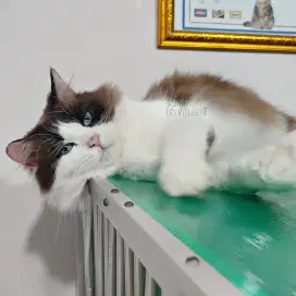 Ragdoll Seal Bicolor Jantan Proven Breed NON PED
