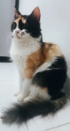 KUCING PERSIA BETINA DEWASA CALICO