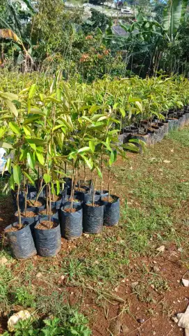 Pohon durian durihitam