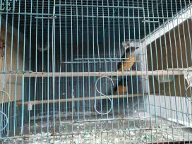 Murai Trotol dan Pastol Trah ekor panjang PE 22x13cm