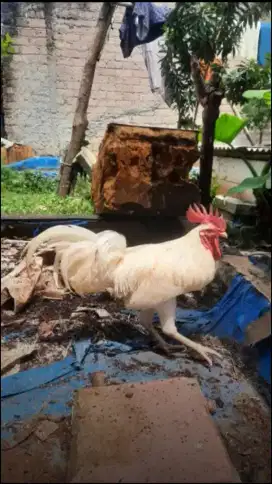 Ayam Ketawa Putih