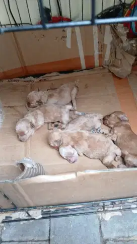 OPEN P.O ANJING POODLE TOY TINY ECER BORONG