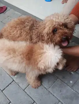 OPEN P.O ANJING POODLE TOY TINY ECER BORONG