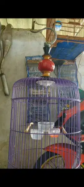 Jual burung konin gacoor dor ex masteran murai. 300 fulset nego alus