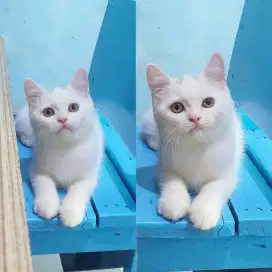 BSH british shorthair kitten