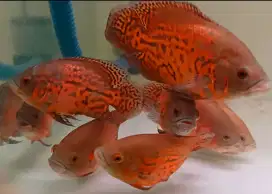 Ikan oscar red leopard paket per 3 ekor
