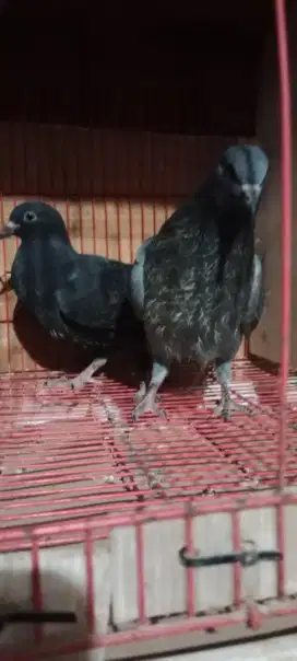 Burung dara jinak sepasang dewasa