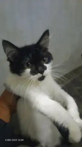 Jual anak kucing persia x lokal